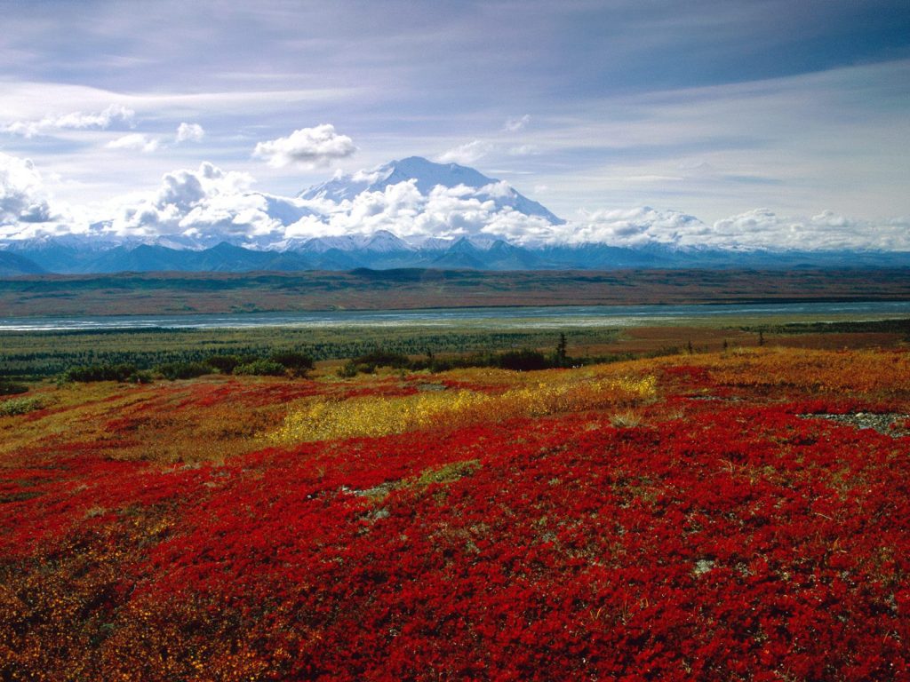 Brilliant Colors Of Denali National Park Alaska Fhd Wallpaper
