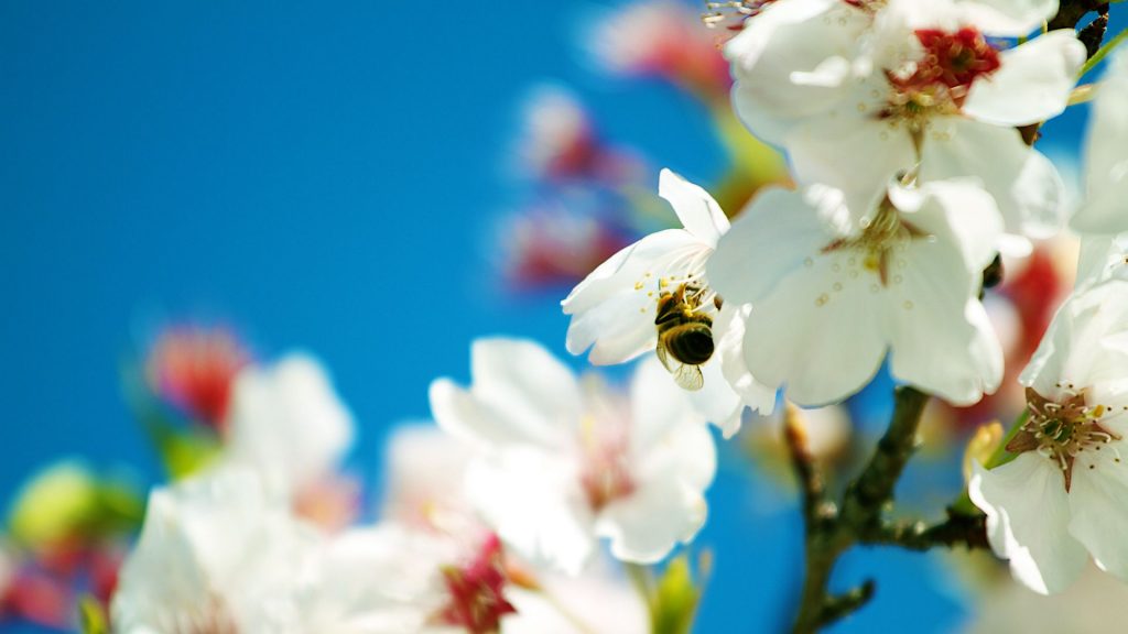 Busy Spring Bee Flowers Fhd Wallpaper