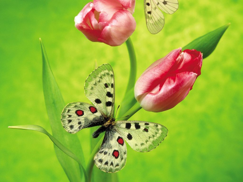 Butterfly On A Tulip Hd Wallpaper