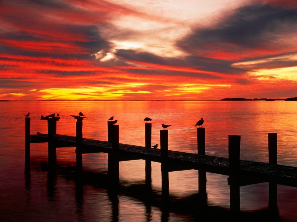 Calm Seagulls At Sunset Florida Hd Wallpaper