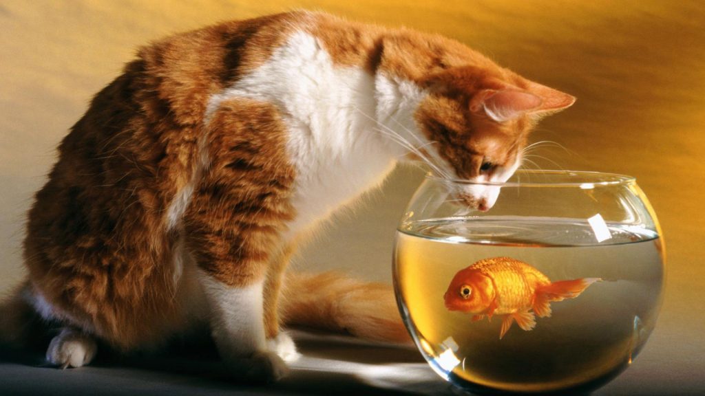 Cat And Fish Friendship Fhd Wallpaper