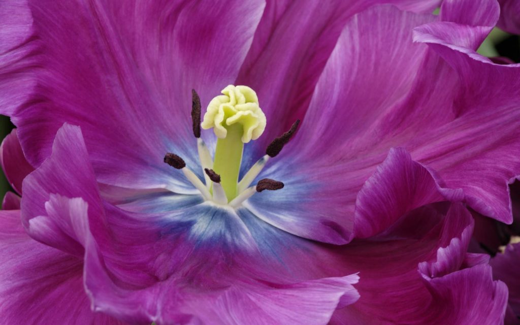 Close Up Of A Purple Tulip Fhd Wallpaper