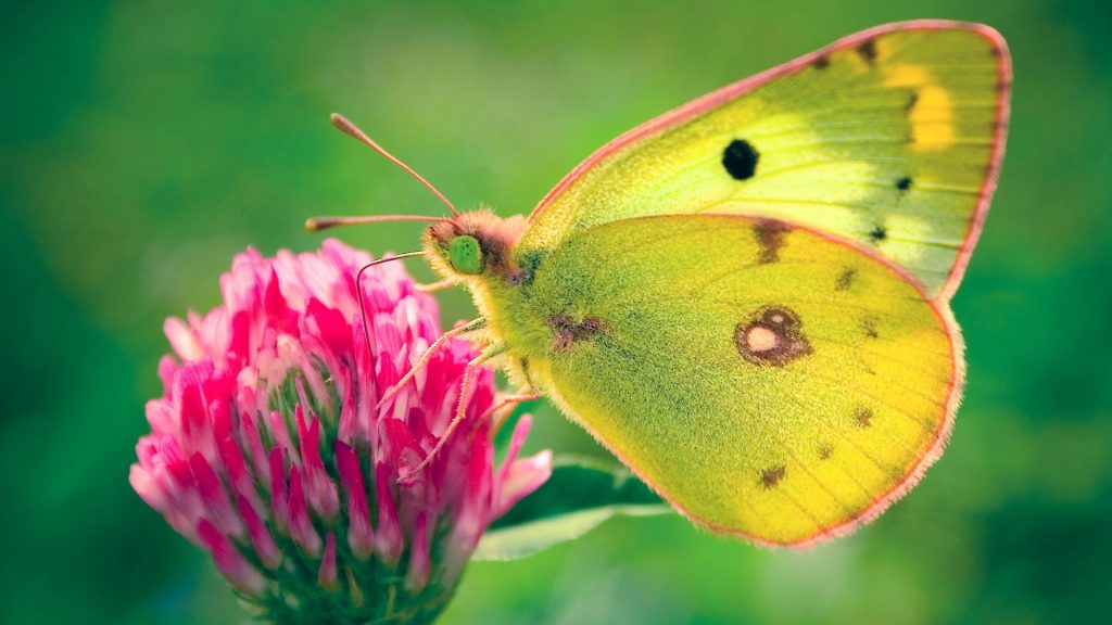 Colias Hyale Butterfly Fhd Wallpaper