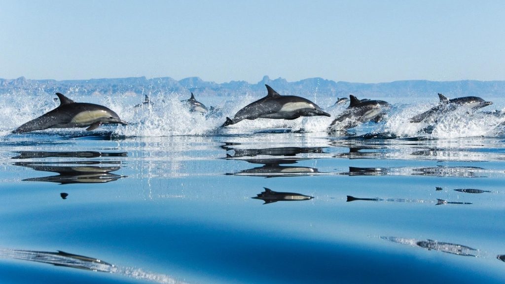 Colony Of Dolphins In Sea Fhd Wallpaper