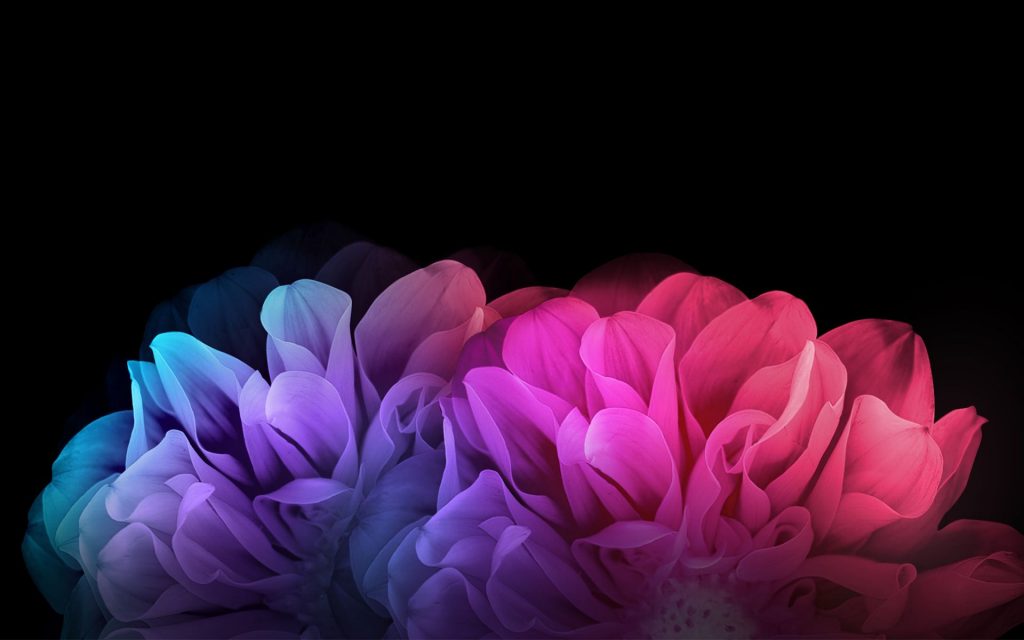 Colorful Flowers Dark Desktop Fhd Wallpaper