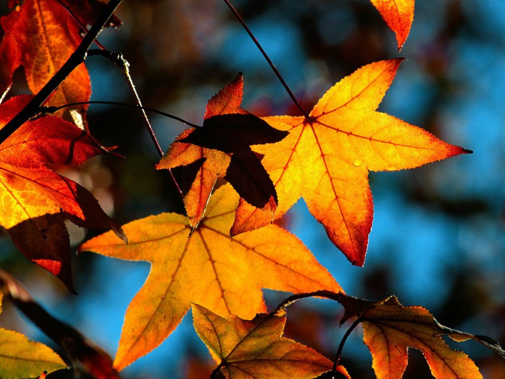 Colors Of Fall Orange Autumn Fhd Wallpaper