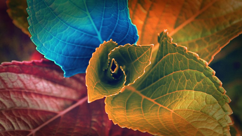 Colors Of Leaves Fhd Wallpaper