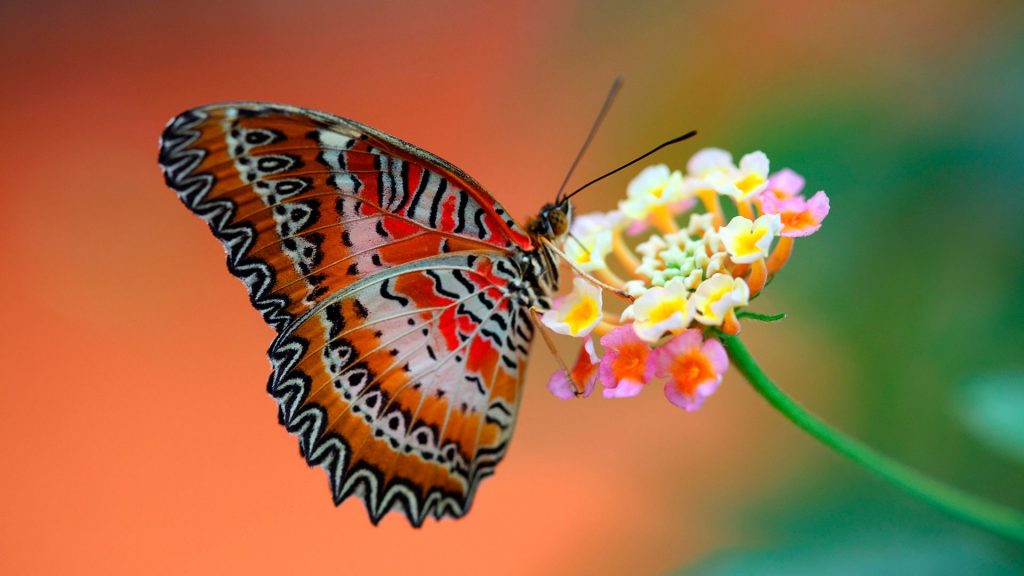 Colourful Butterfly On Flower Fhd Wallpaper