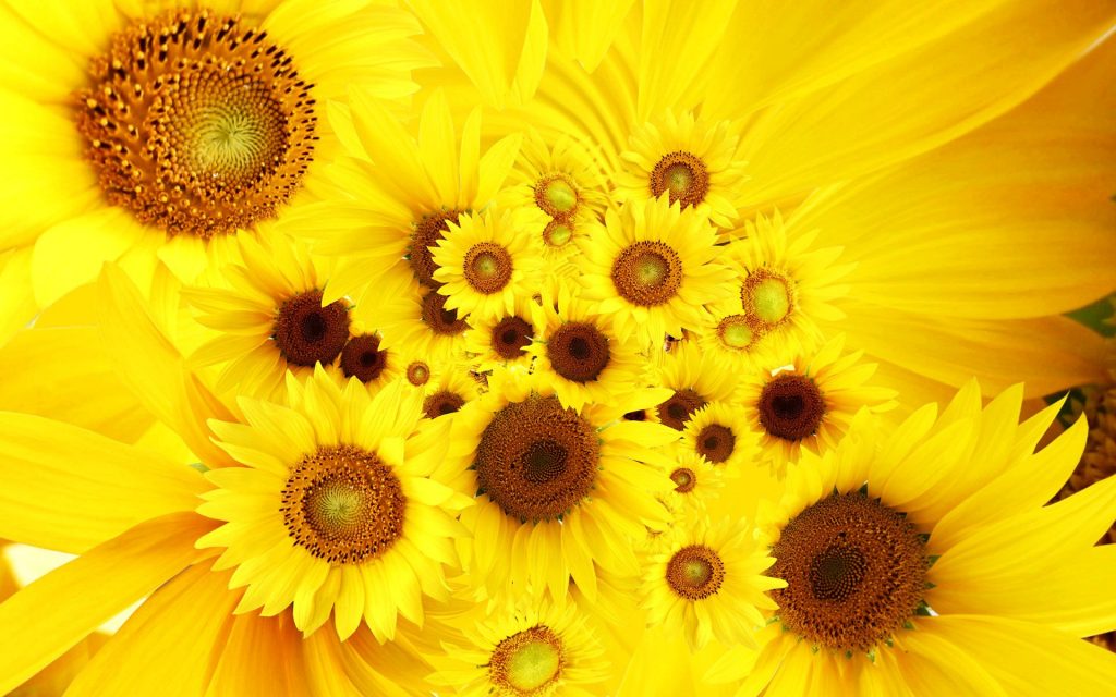 Cool Sunflowers Desktop Backgrounds Fhd Wallpaper