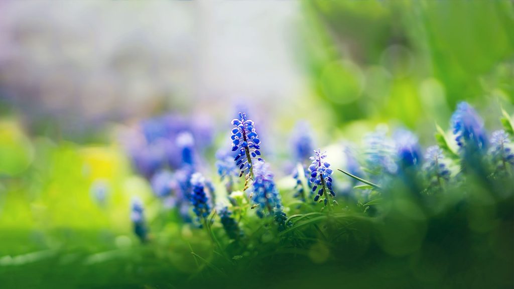 Cute Bluish Muscari Flowers Fhd Wallpaper