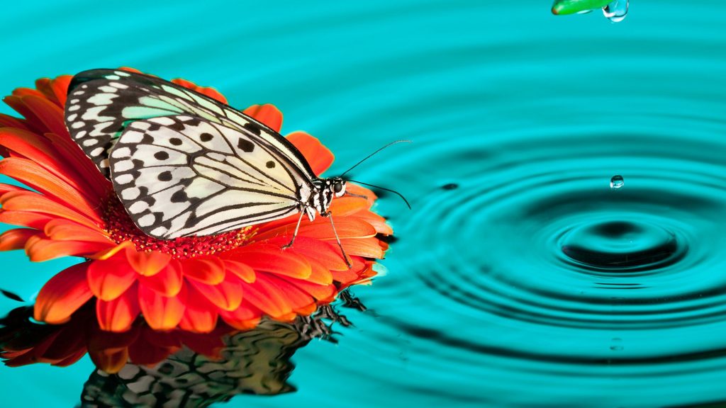Cute Butterfly Drops Fhd Wallpaper