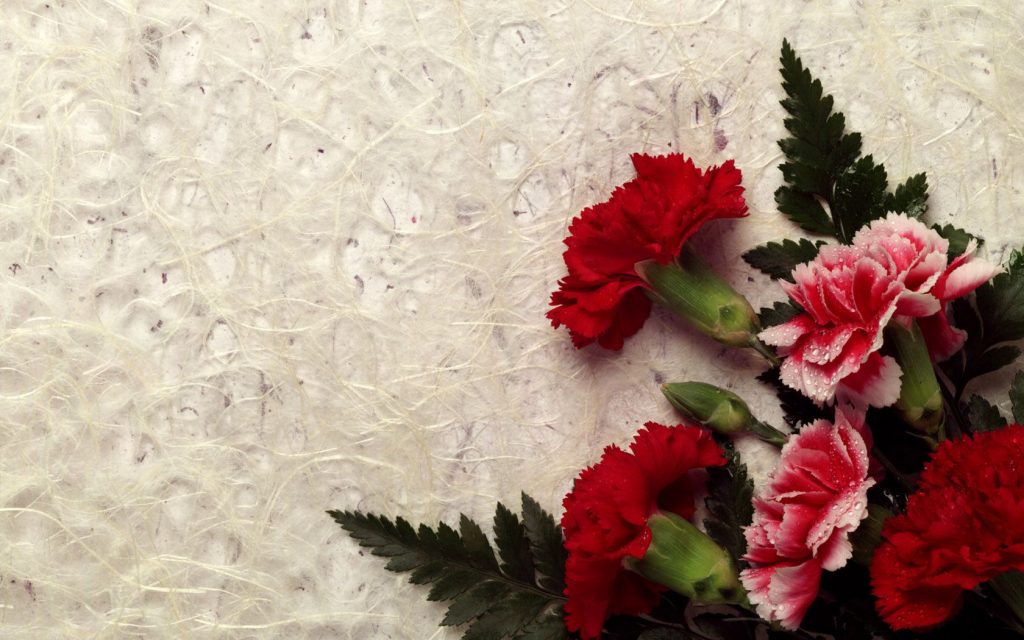 Cute Carnation Decor Hd Wallpaper