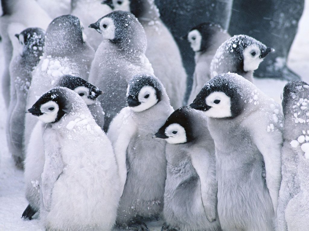 Cute Chilling Arctic Penguins Fhd Wallpaper