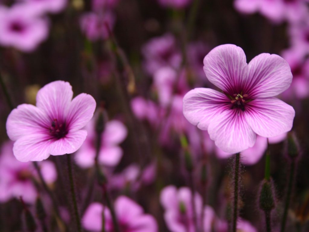 Cute Little Purple Flowers Fhd Wallpaper