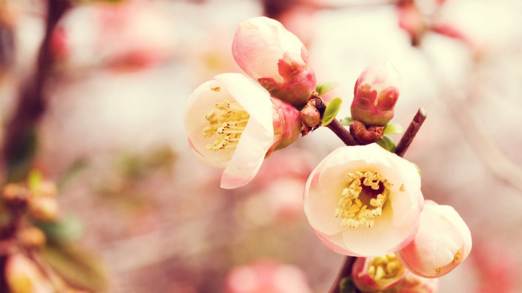 Cute Pinkish Spring Buds Fhd Wallpaper