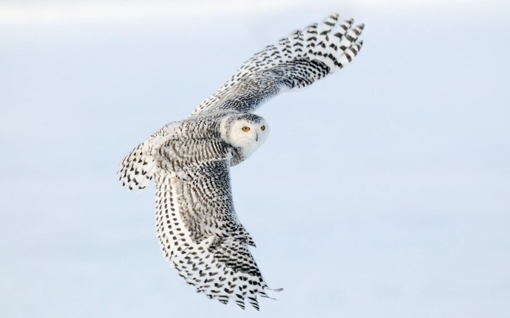 Cute Snowy Owl Fhd Wallpaper