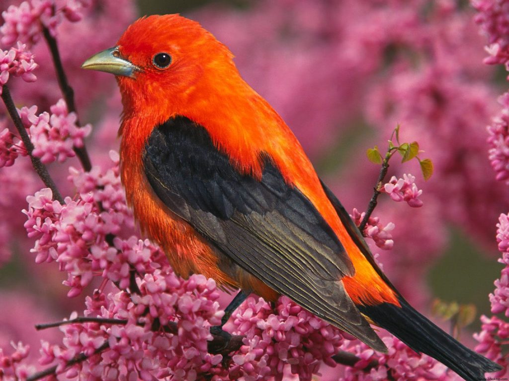 Cute Tiny Scarlet Tanager Bird Hd Wallpaper