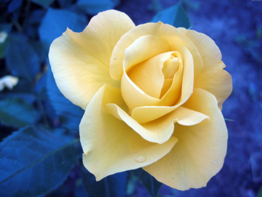 Cute Yellow Rose Fhd Wallpaper