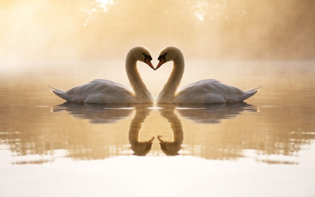 Cutest Loving Swans Fhd Wallpaper