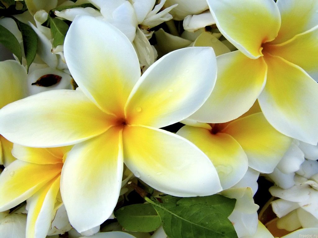 Cutest White Yellow Flowers Hd Wallpaper