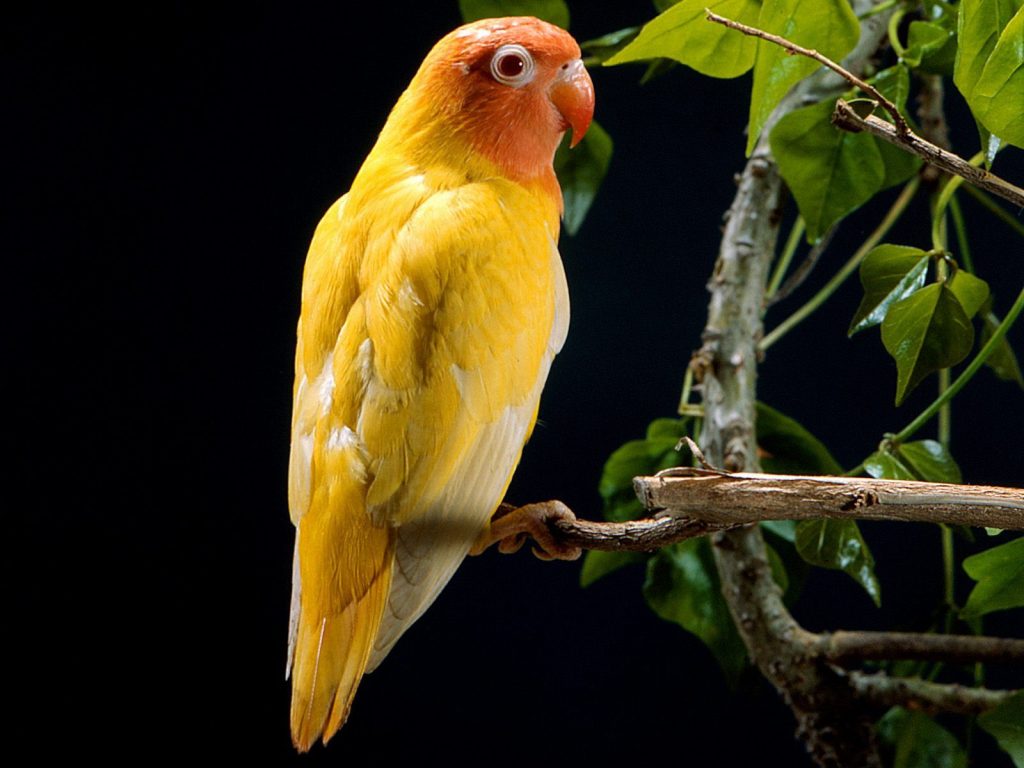 Cutest Yellow Parrot Hd Wallpaper