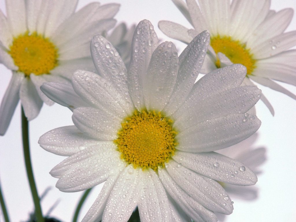 Delicate Daisies With Dews Hd Wallpaper
