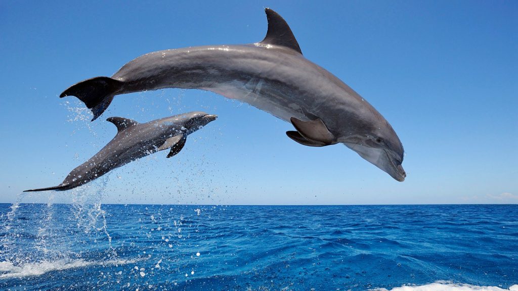 Diving Common Bottlenose Dolphins Fhd Wallpaper