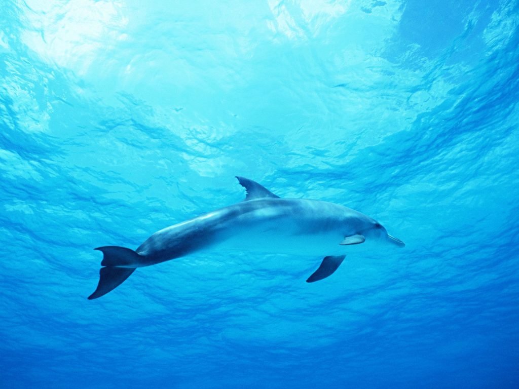 Dolphin In Deep Blue Sea Fhd Wallpaper