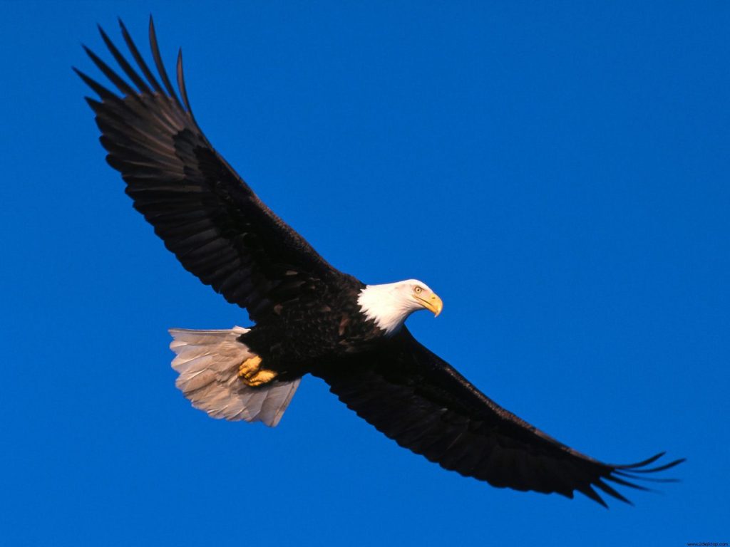 Eagle Broad Wings Hd Wallpaper