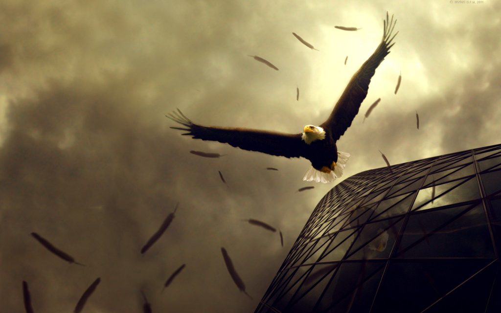 Eagle Flight On Dark Sky Fhd Wallpaper