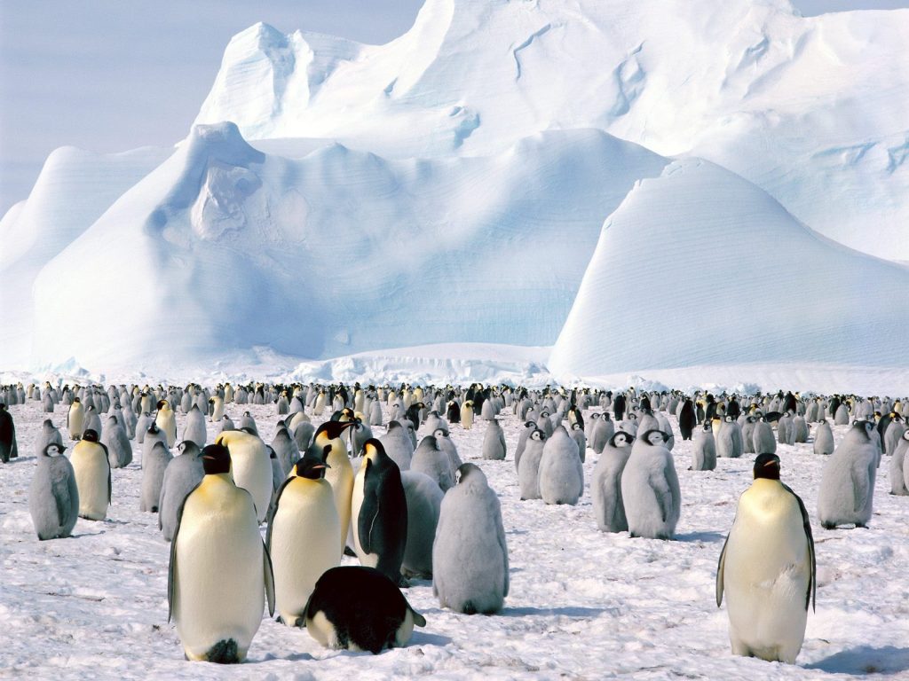 Emperor Penguins Antarctica Hd Wallpaper