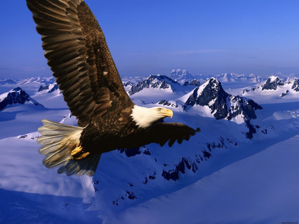 Everlasting Liberty Bold Bald Eagle Hd Wallpaper