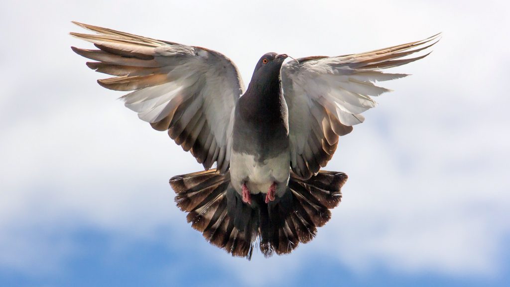 Exciting Flying Pigeon 4k Uhd Wallpaper