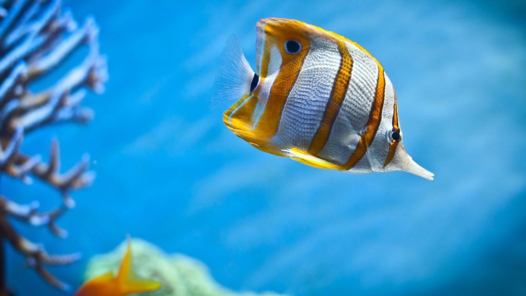 Eye Catching Copperband Butterfly Fish Fhd Wallpaper