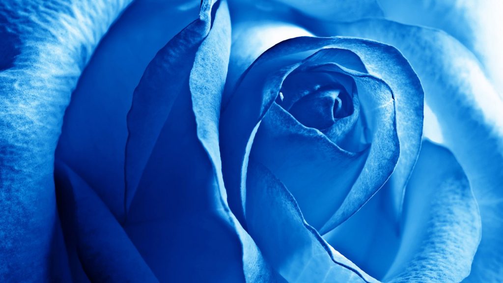 Fabulous Blue Rose Desktop Background Fhd Wallpaper