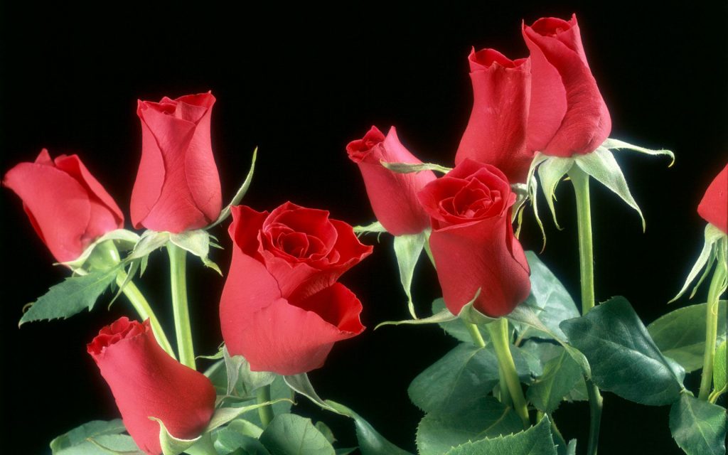 Fabulous Love Red Roses Fhd Wallpaper