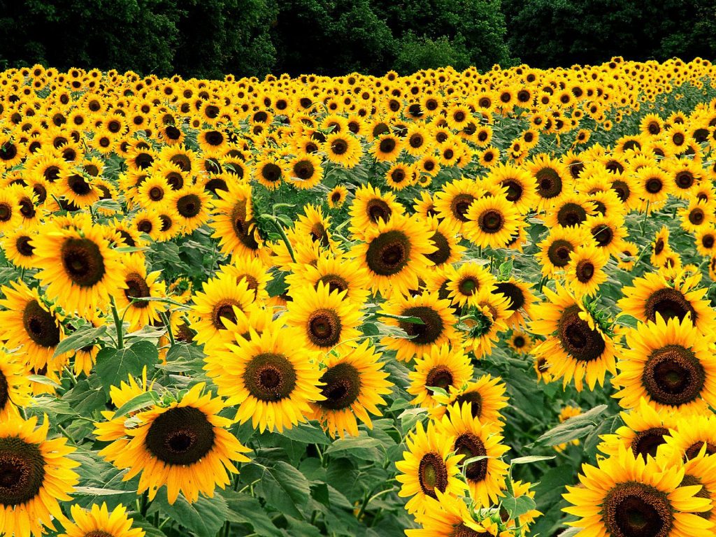 Field Of Sunflowers Hd Wallpaper