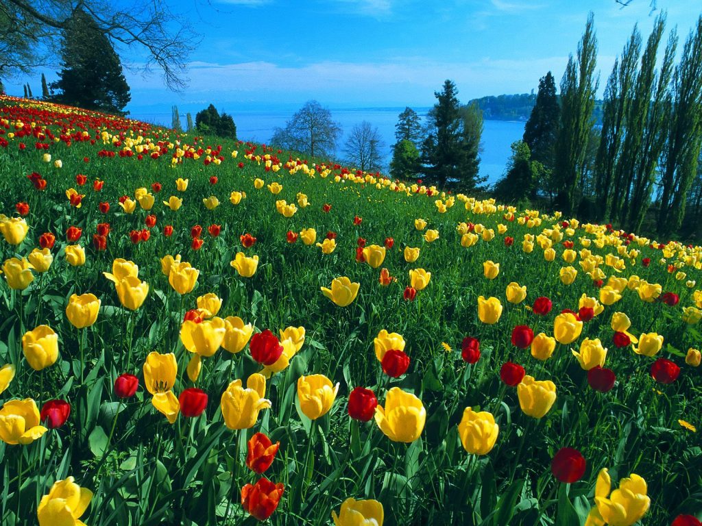 Field Of Tulips Germany Spring Hd Wallpaper