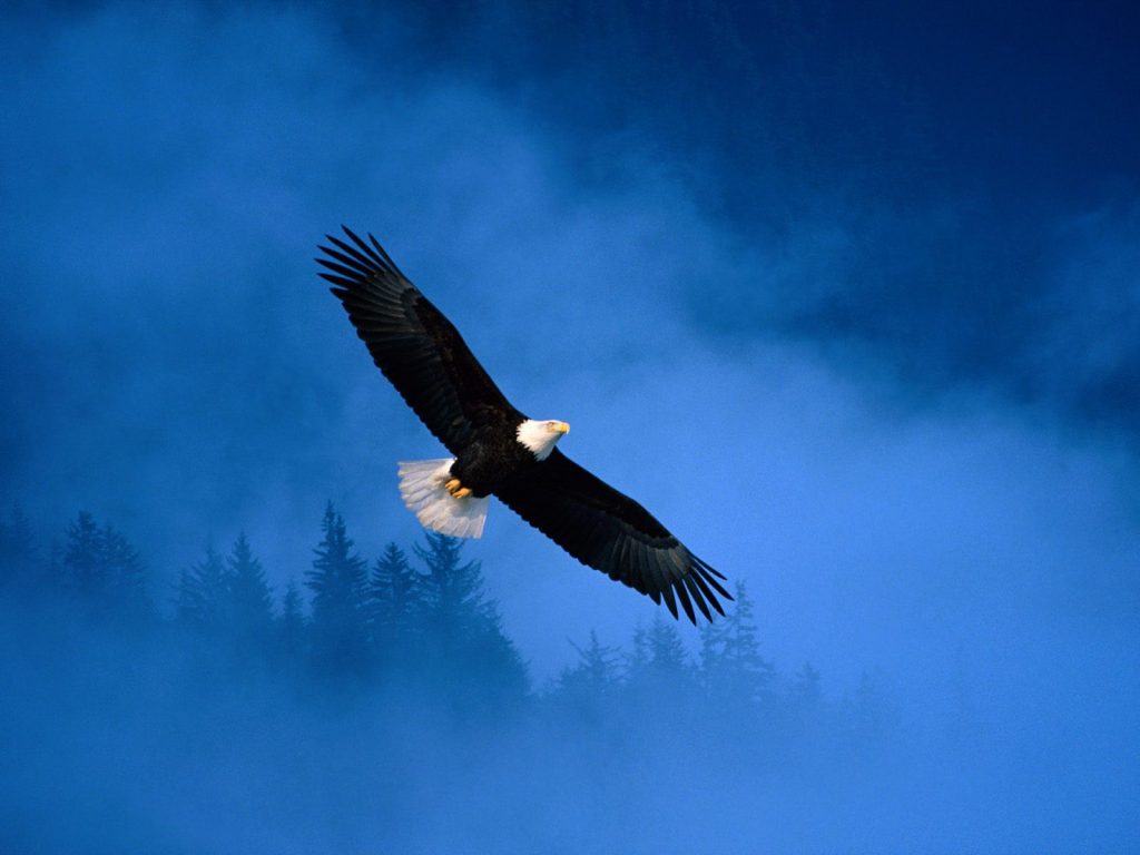 Flight Of Freedom Bald Eagle Hd Wallpaper