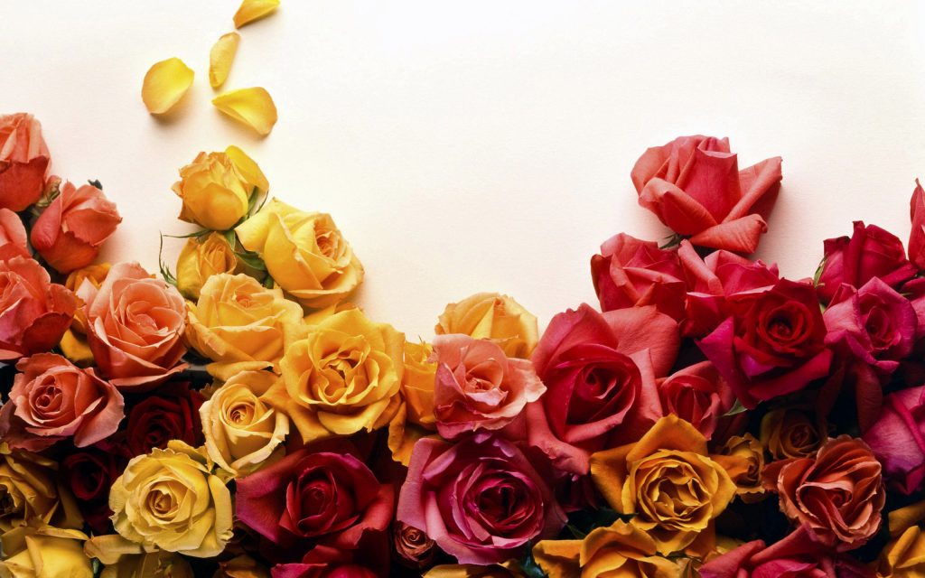 Fresh Colors Of Roses Fhd Wallpaper