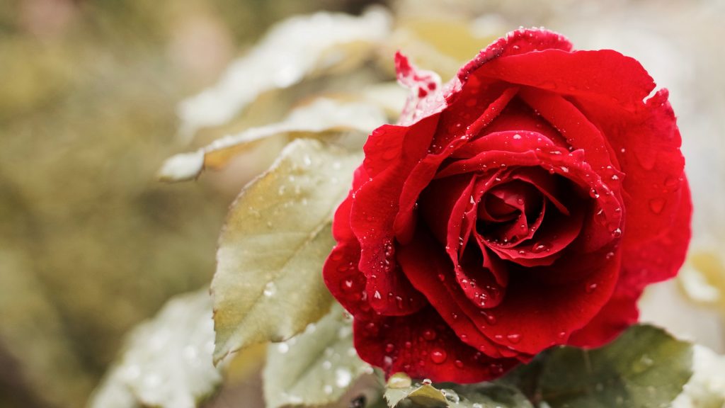 Fresh Red Rose With Dews 4k Uhd Wallpaper