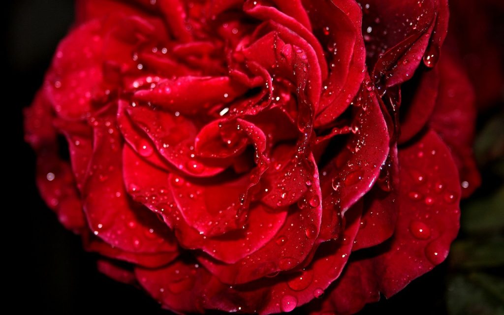 Fresh Red Rose With Dews Fhd Wallpaper
