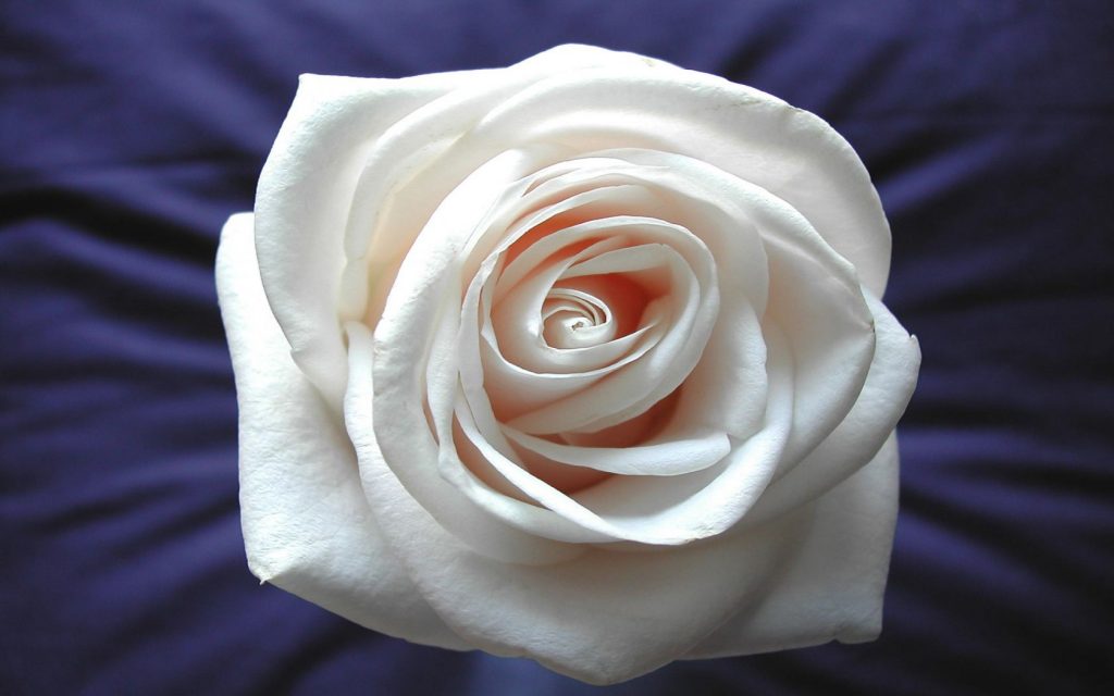 Fresh White Rose Hd Wallpaper