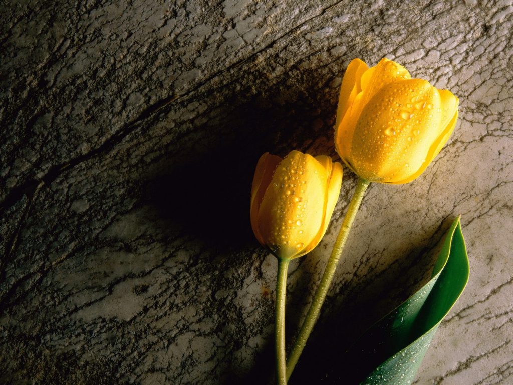 Fresh Yellow Tulip Hd Wallpaper