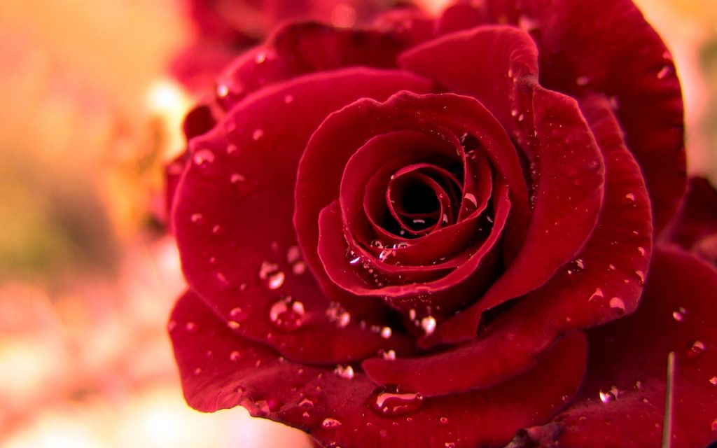 Freshy Red Dewy Rose Fhd Wallpaper