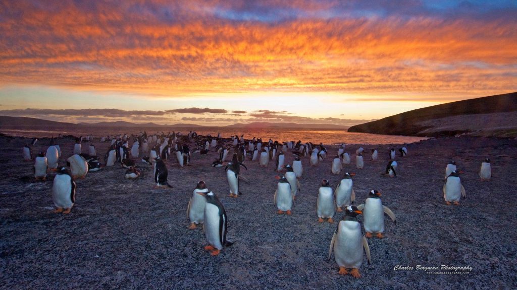 Gentoo Penguin Colony Under Sunset Fhd Wallpaper