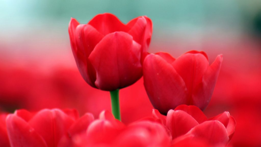 Gorgeous Red Tulips Fhd Wallpaper