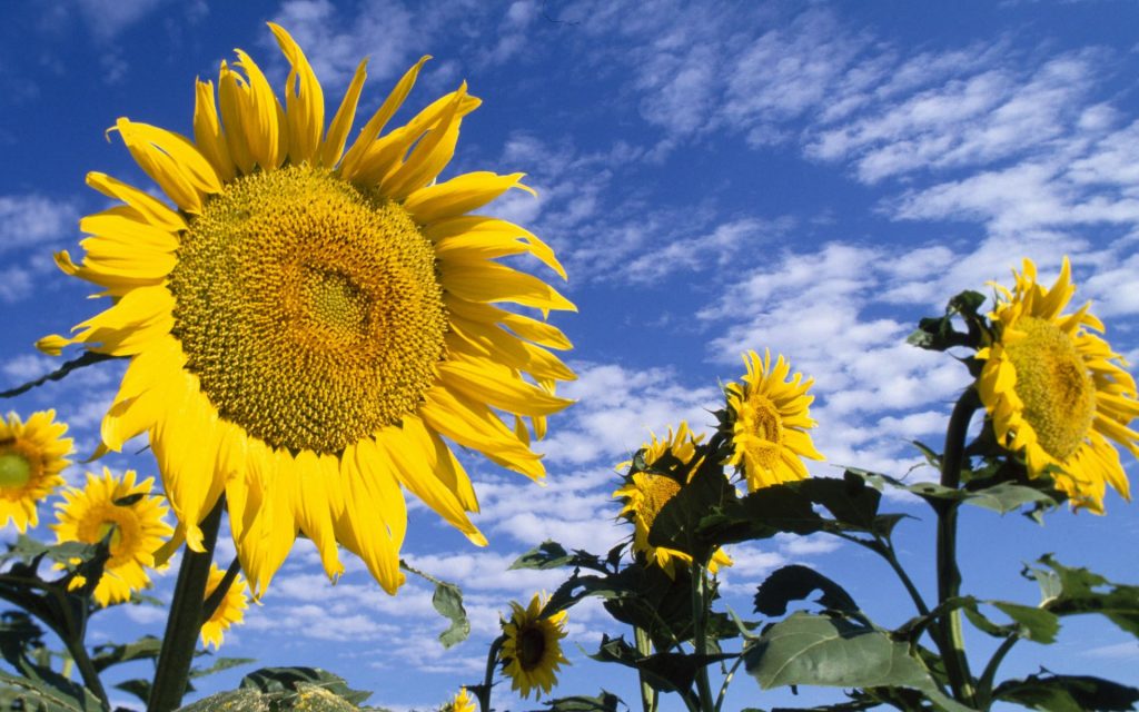 Great Sunflowers Fhd Wallpaper