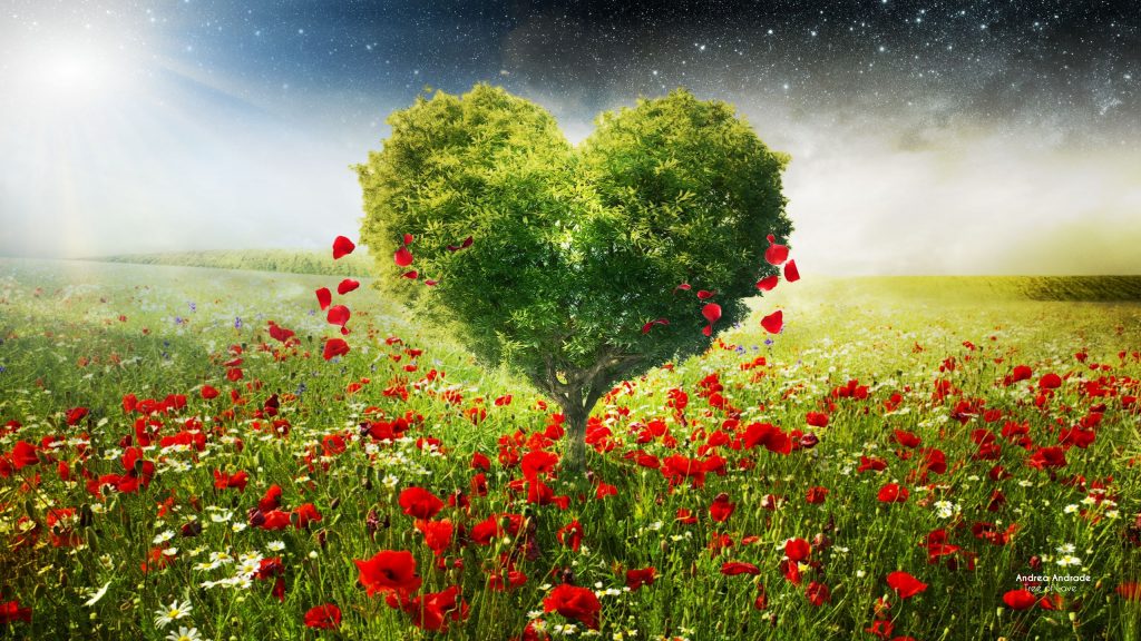 Green Love Heart Tree Poppies Fhd Wallpaper