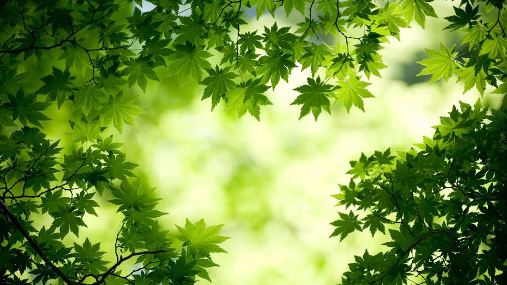 Green Maple Leaves Fhd Wallpaper